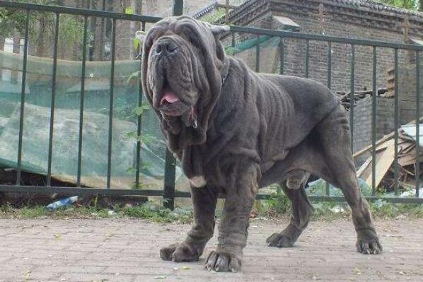 世界十大最危險猛犬，世界猛犬有哪些？